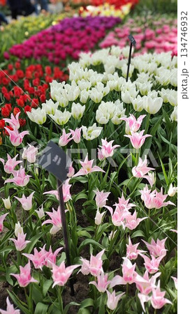 Lisse, Netherlands - April 8 2023: Beautiful Flowers at Keukenhof Gardens Lisse, Netherlands - April 8 2023: Beautiful Flowers at Keukenhof Gardens 134746932