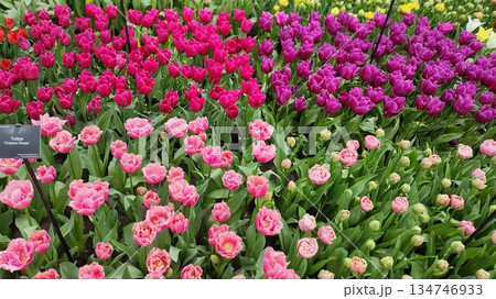 Lisse, Netherlands - April 8 2023: Beautiful Flowers at Keukenhof Gardens 134746933