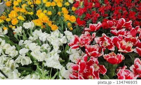 Lisse, Netherlands - April 8 2023: Beautiful Flowers at Keukenhof Gardens Lisse, Netherlands - April 8 2023: Beautiful Flowers at Keukenhof Gardens 134746935