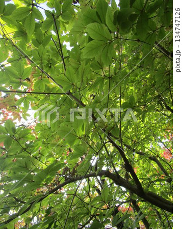 トチノキの枝葉のアップ トチノキの枝葉のアップ 134747126
