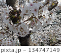 サクラ 134747149