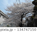 サクラ 134747150