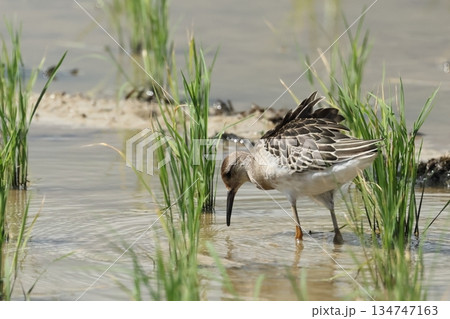 生き物　野鳥　エリマキシギ、幼鳥です。全体に黄褐色味が強い体、白い羽縁が目立ちます 134747163
