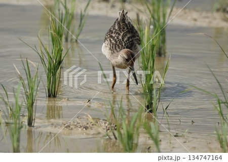 生き物　野鳥　エリマキシギ、幼鳥です。秋に田植え間もない田んぼがあるのは石垣島ならではかな？ 134747164