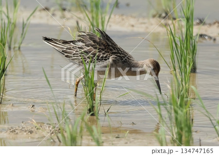 生き物 野鳥 エリマキシギ、幼鳥です。長い脚に短めの嘴、体長三十センチほどに見えるのでオスでしょうか 生き物 野鳥 エリマキシギ、幼鳥です。長い脚に短めの嘴、体長三十センチほどに見えるのでオスでしょうか 134747165