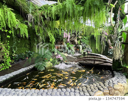 南国 南の国 南国のイメージ 134747594