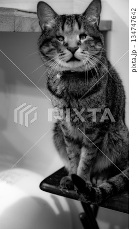 モノクロのお座りした見つめてくるねこ モノクロのお座りした見つめてくるねこ 134747642