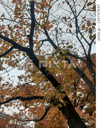 紅葉した木 葉 紅葉した葉 色づき 紅葉した木 葉 紅葉した葉 色づき 134747647