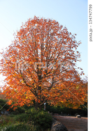 秋晴れの青空に映える鮮やかな赤色の紅葉と巨木 134747799