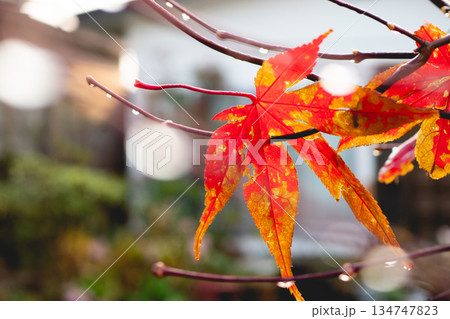 紅葉したもみじ 紅葉したもみじ 134747823