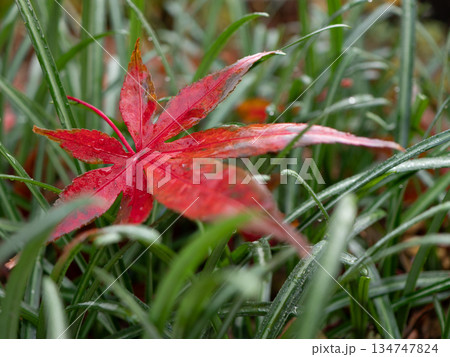 紅葉したモミジ 紅葉したモミジ 134747824