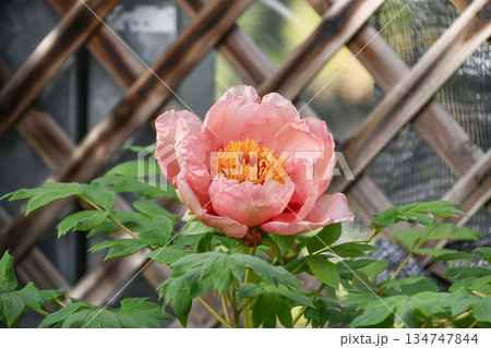 ボタン「トリビュート」　Peony 134747844