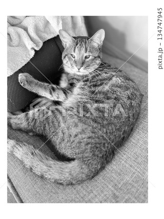 昼寝しながらこちらを見るねこ 昼寝しながらこちらを見るねこ 134747945