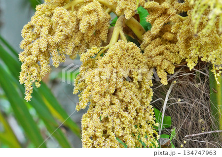 シュロの雄花（春、四月） 134747963