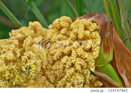シュロの雄花（春、四月） 134747965