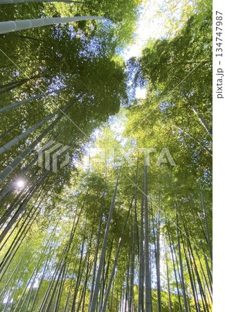 爽快な竹林 爽快な竹林 134747987