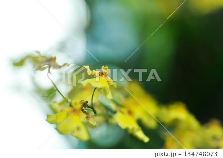 Dancing lady orchid, O flexuosum x O sphacelatum or Oncidium or Oncidium sp Goldiana or oncidium varicosum, Oncidium Variety Goldiana or orchidaceae 134748073