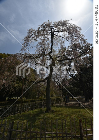 枝垂れ桜に注ぐ陽射し 枝垂れ桜に注ぐ陽射し 134748081