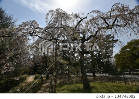 御苑のサクラ 御苑のサクラ 134748082