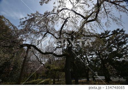 春の京都御苑 枝垂れ桜 春の京都御苑 枝垂れ桜 134748085