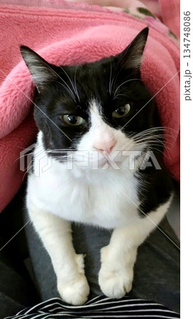 見つめる猫 134748086