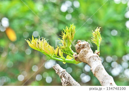 タラノキの芽（タラの芽）（春、四月） 134748100