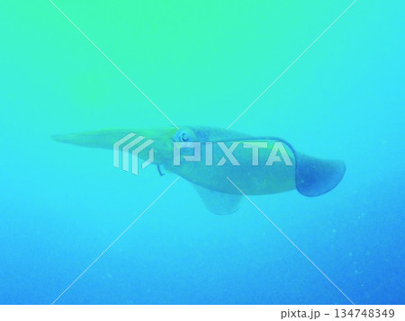 アオリイカ　伊豆大島　1 134748349