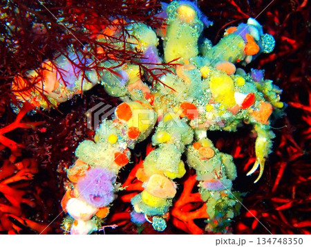 モズクショイ　伊豆大島　1 134748350