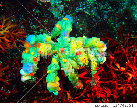 モクズショイ　伊豆大島　2 134748351