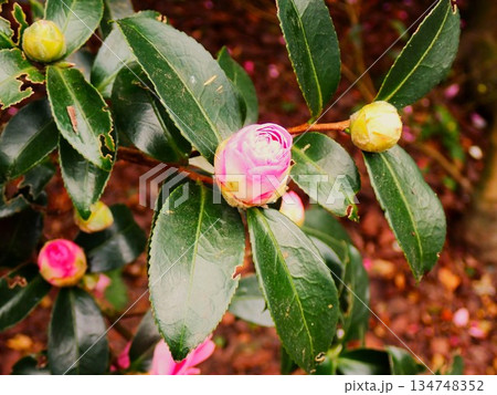 ツバキの花のつぼみ　伊豆大島 134748352