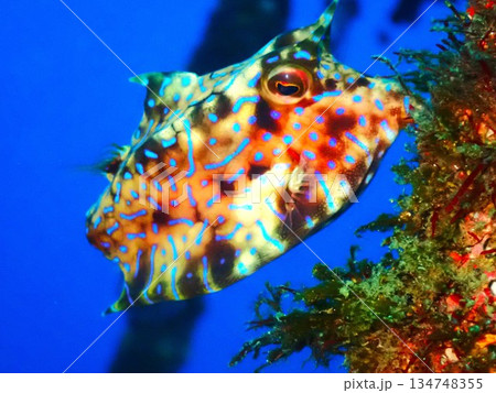 ウミスズメ 伊豆大島 ウミスズメ 伊豆大島 134748355