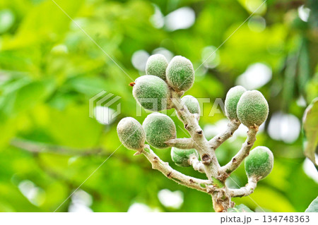 まだ小さなビワの実(春、四月) まだ小さなビワの実(春、四月) 134748363