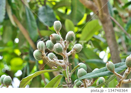 まだ小さなビワの実(春、四月) まだ小さなビワの実(春、四月) 134748364