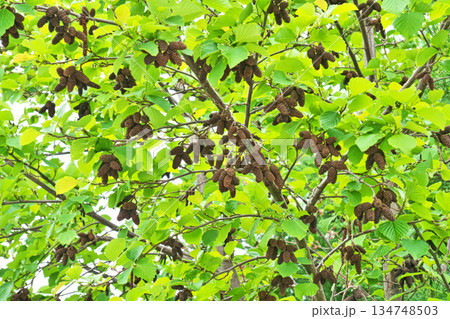 茶色いヤマハンノキの昨年の実（春、四月） 134748503