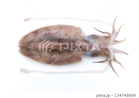 コウイカ　甲烏賊 134748609