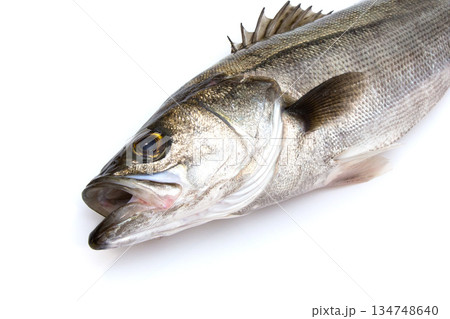 新鮮なスズキ　シーバス　全長約60㎝ 134748640