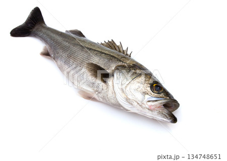 新鮮なスズキ（全長約60㎝） 134748651