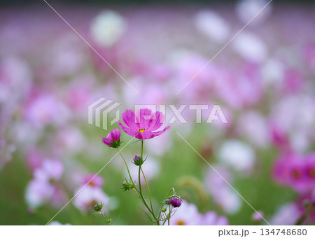 暗いコスモスの花畑濃いピンクの一輪アップ 134748680