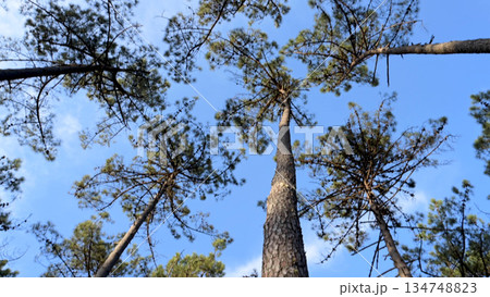 Extraction of natural resin from pine tree trunks 134748823