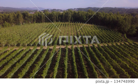 Rows of grape vines Rows of grape vines 134748990