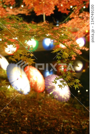 ライトアップに輝く紅葉と和傘 ライトアップに輝く紅葉と和傘 134749100