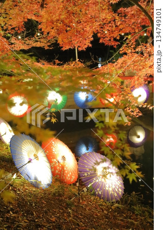 ライトアップに輝く紅葉と和傘 ライトアップに輝く紅葉と和傘 134749101