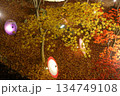 ライトアップされた紅葉と和傘 ライトアップされた紅葉と和傘 134749108