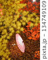 ライトアップされた紅葉と和傘 ライトアップされた紅葉と和傘 134749109