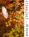 ライトアップされた紅葉と和傘 ライトアップされた紅葉と和傘 134749113