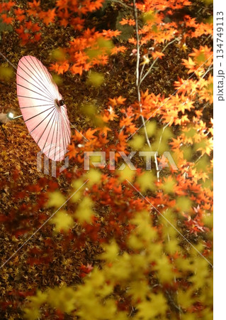 ライトアップされた紅葉と和傘 134749113