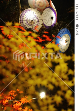 ライトアップされた紅葉と和傘 ライトアップされた紅葉と和傘 134749114