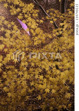 ライトアップされた紅葉と和傘 ライトアップされた紅葉と和傘 134749115