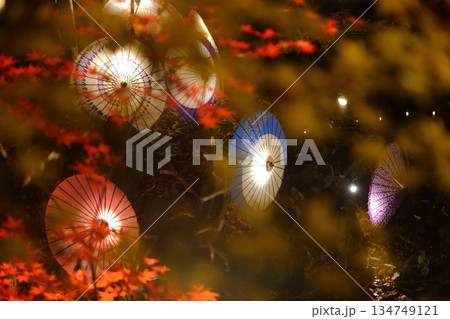 紅葉の美しいイルミネーション 紅葉の美しいイルミネーション 134749121