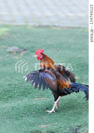 cock ,chicken or hen on the grass 134749123